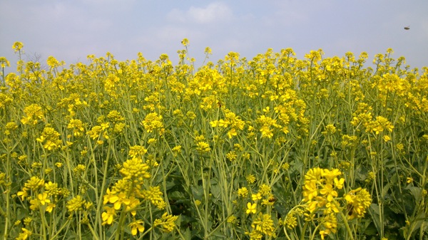 油菜花图片