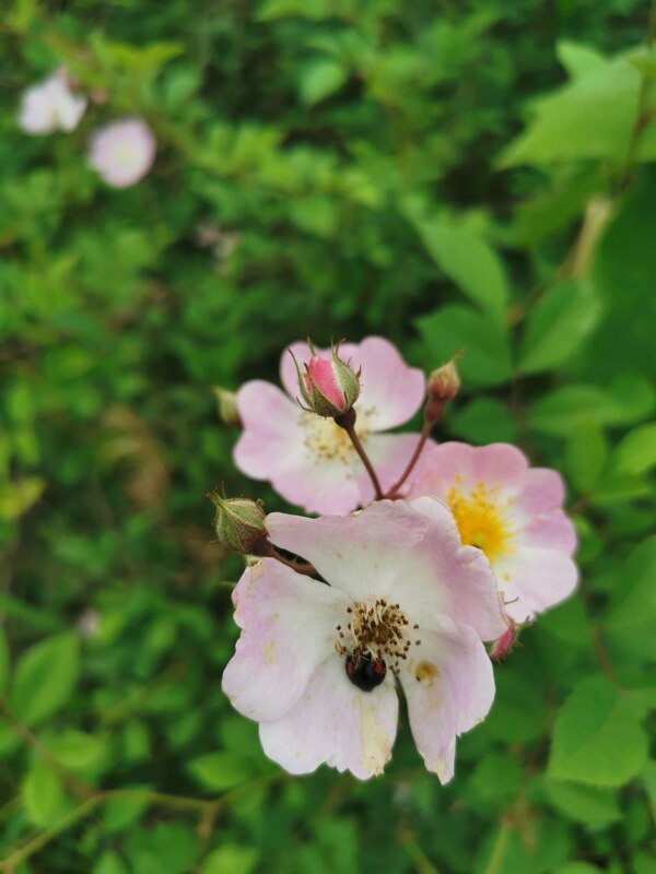 花朵图片