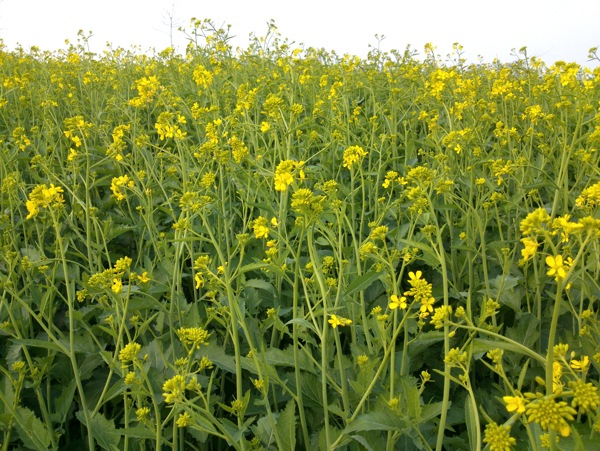 油菜花图片