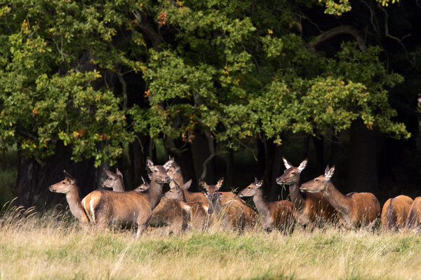 草地上的一群鹿
