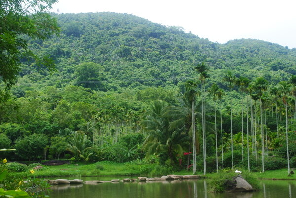 三亚呀诺达热带雨林图片