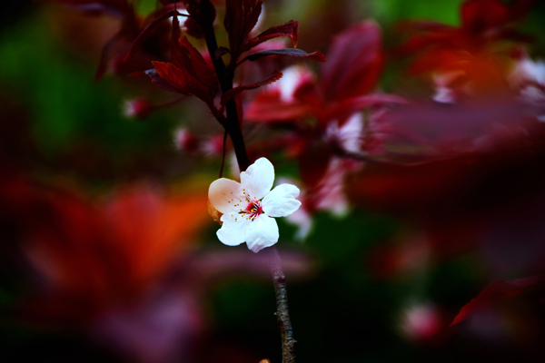 樱花图片