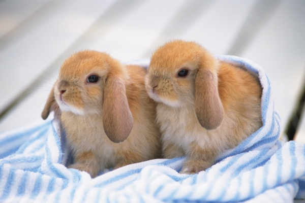 毛巾里的兔子图片