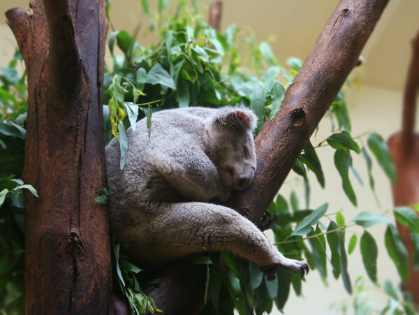 睡觉的可爱动物考拉摄影