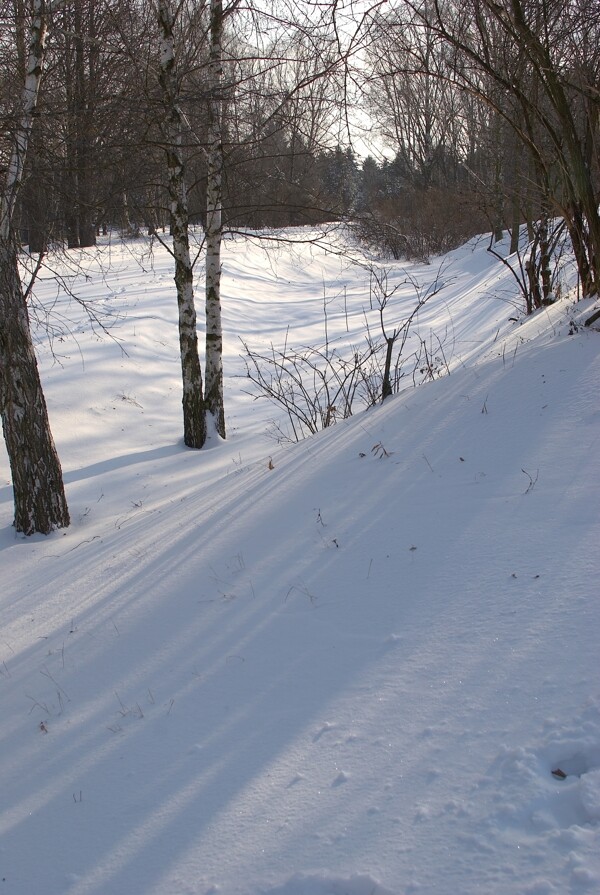 树林里的白雪图片