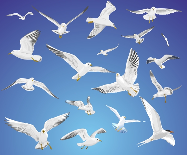 天空中自由翱翔的海鸥矢量素材