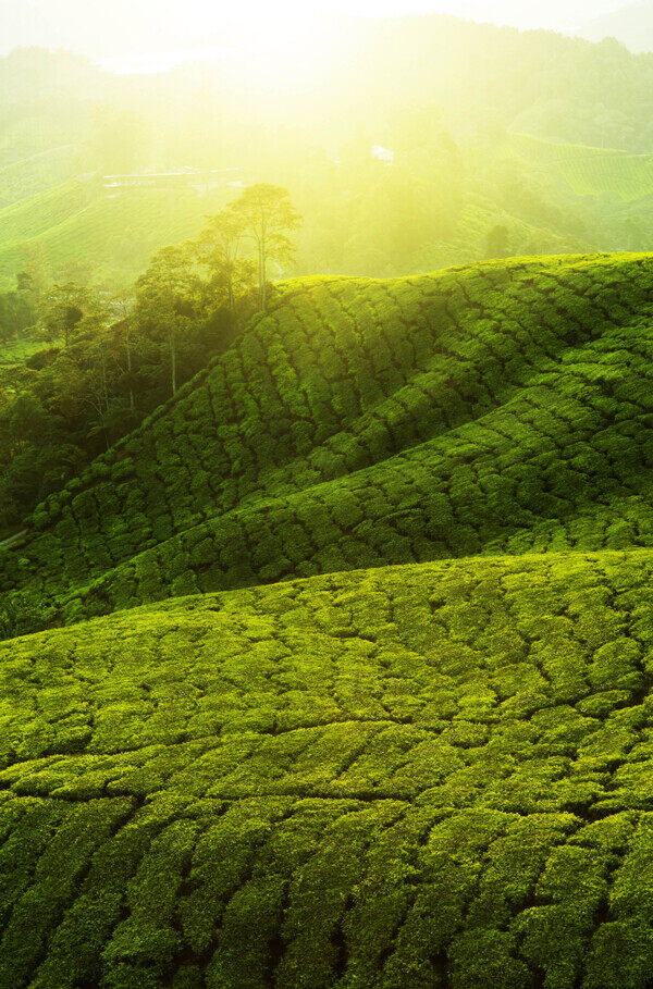绿色茶树山