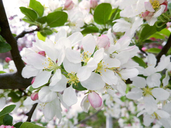 苹果花图片