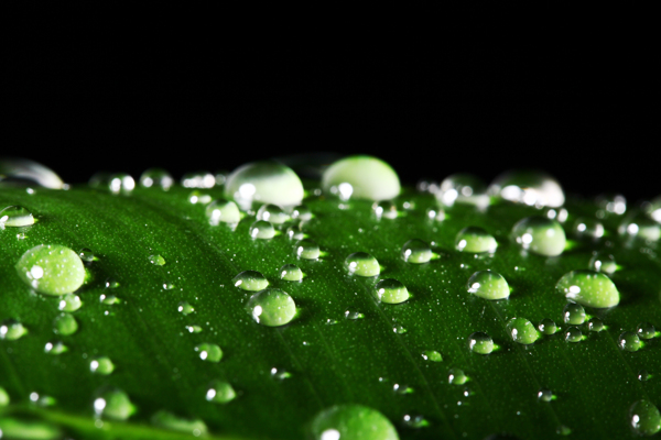 水珠特写图片