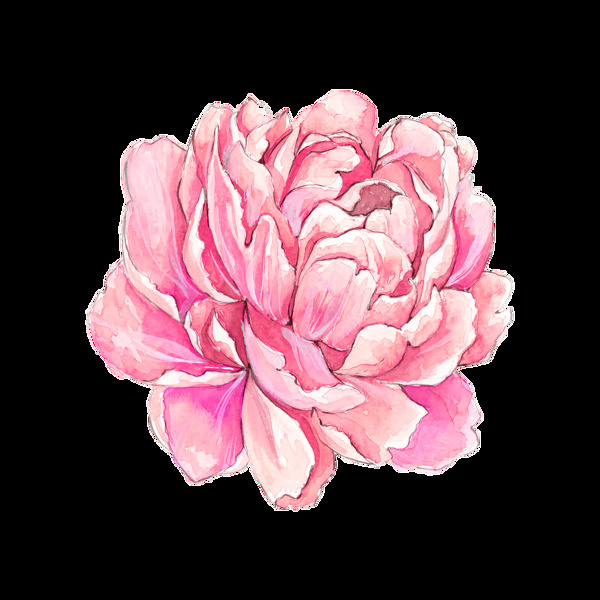 绚丽粉色花卉卡通透明素材