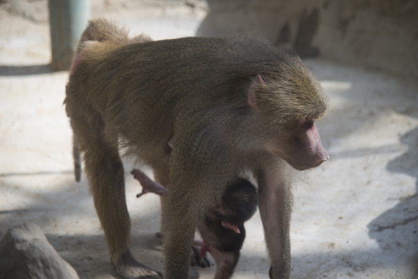 郑州动物园拍摄之动物猴子