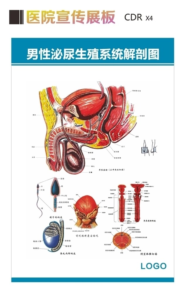 泌尿生殖系统解剖图
