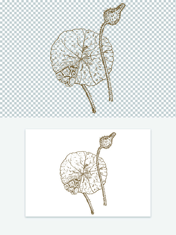 创意手绘中药材芡实古代版画线稿