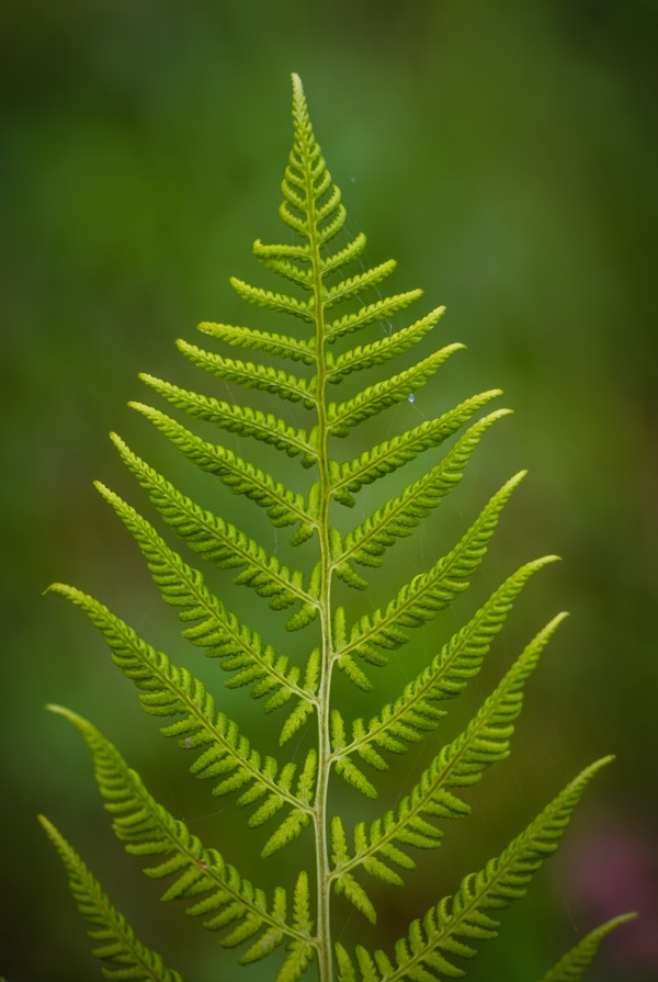 裸子植物