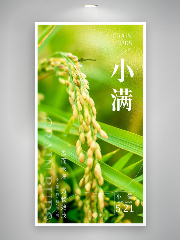 盈而未满万物始茂二十四节气小满创意海报