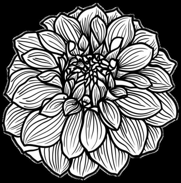 简约黑色手绘菊花装饰元素