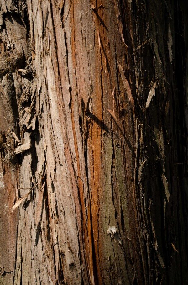 水杉树皮图片