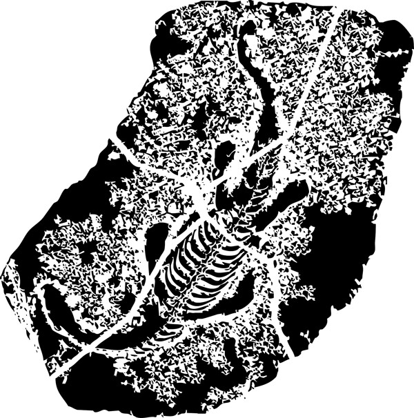 贵州龙化石图片