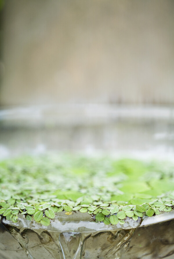 水草图片