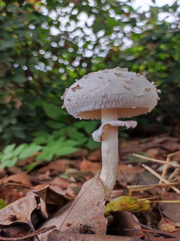 路边可爱的蘑菇