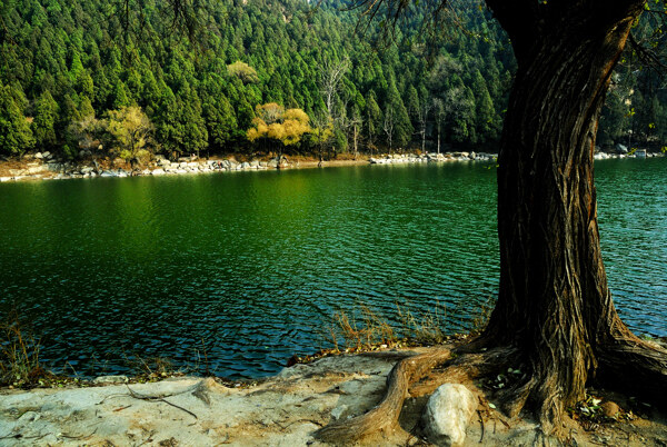 碧水湖畔的大树图片