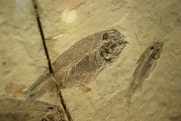 鱼化石图片