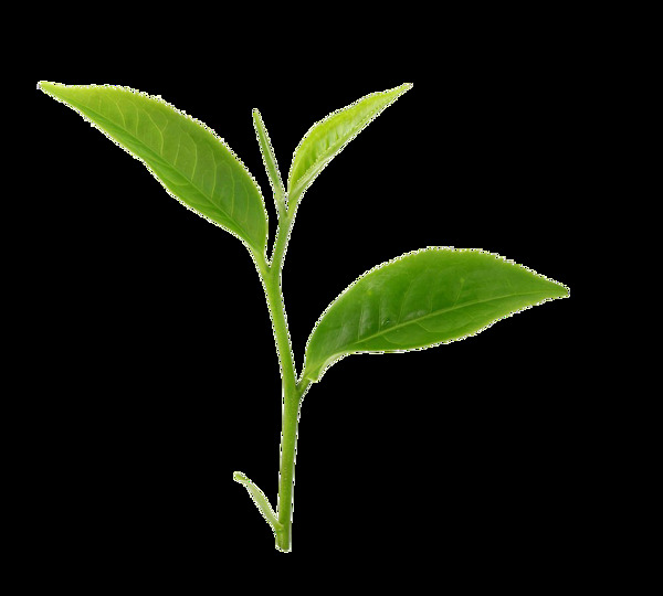 绿芽绿茶