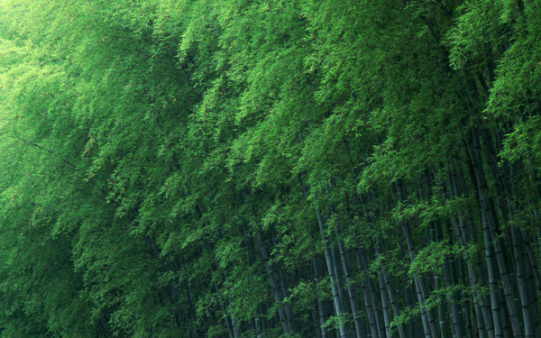 竹的世界
