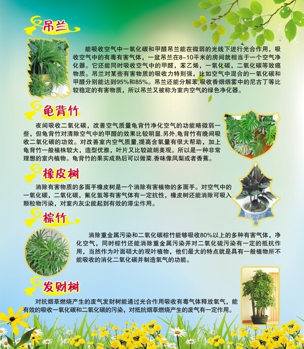 植物展板图片