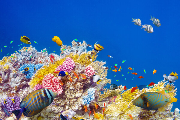 一群鱼与珊瑚图片