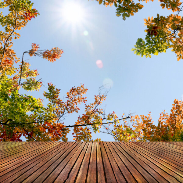 木板枫树阳光背景图片