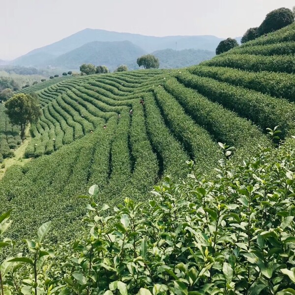 茶叶树