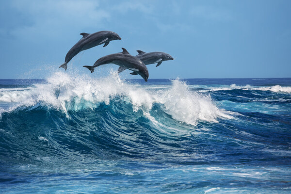 海浪海豚