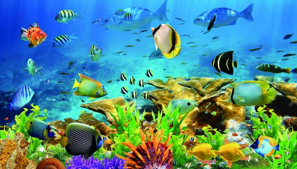 水族箱海洋世界3D背景