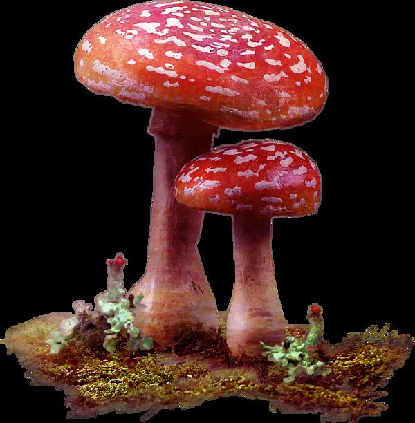 新鲜红色蘑菇png元素素材
