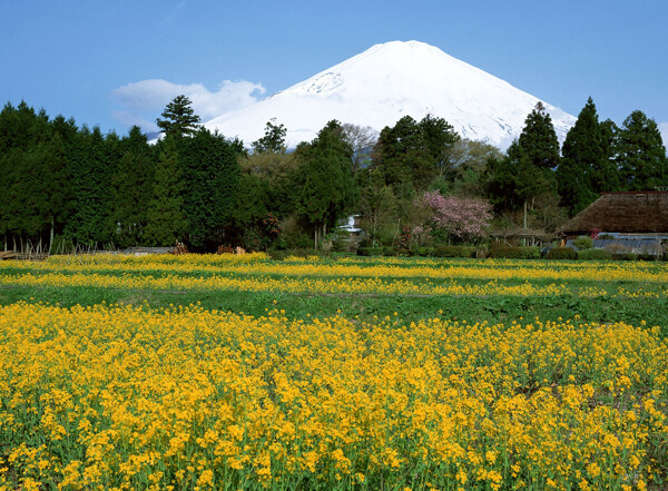 富士山图片